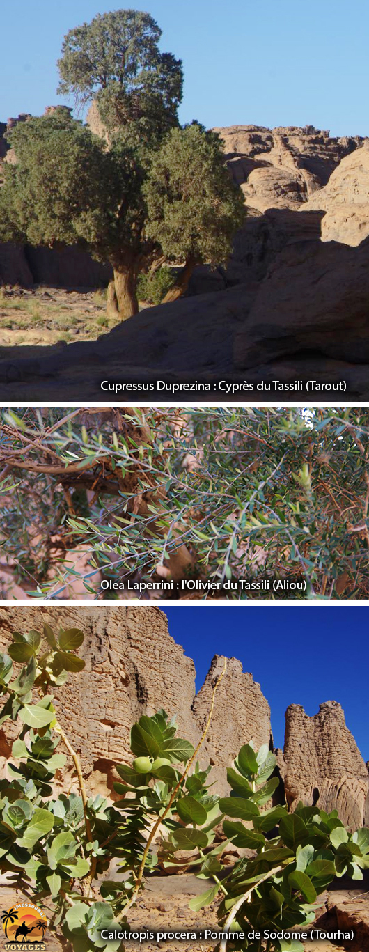 Tarout-Cyprès du Tassili