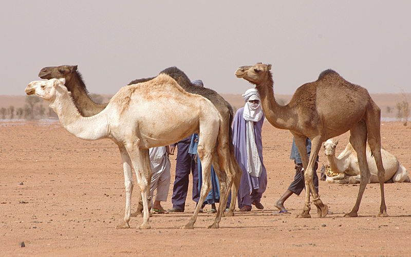 Imessoukal Voyages-Tassili n'Ahaggar