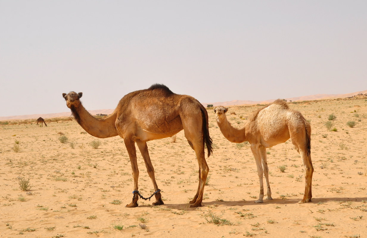 IMESSOUKAL VOYAGES 5